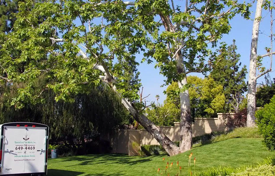 Affordable yard cleanup service in Orange, CA - Specialized Tree Care & Landscape