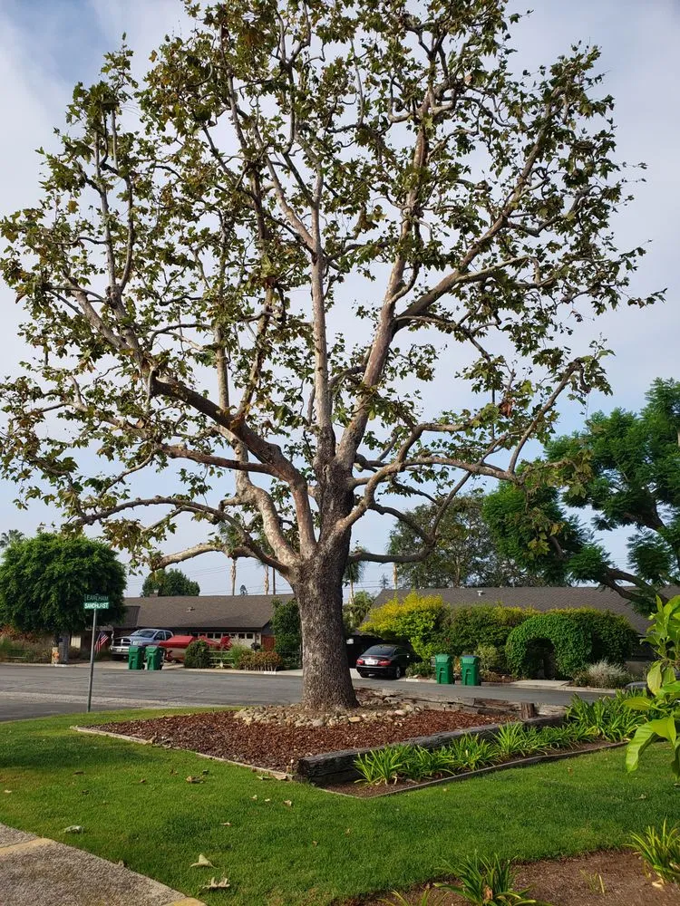 Top-rated lawn mowing service for homes in Orange, CA by Specialized Tree Care & Landscape