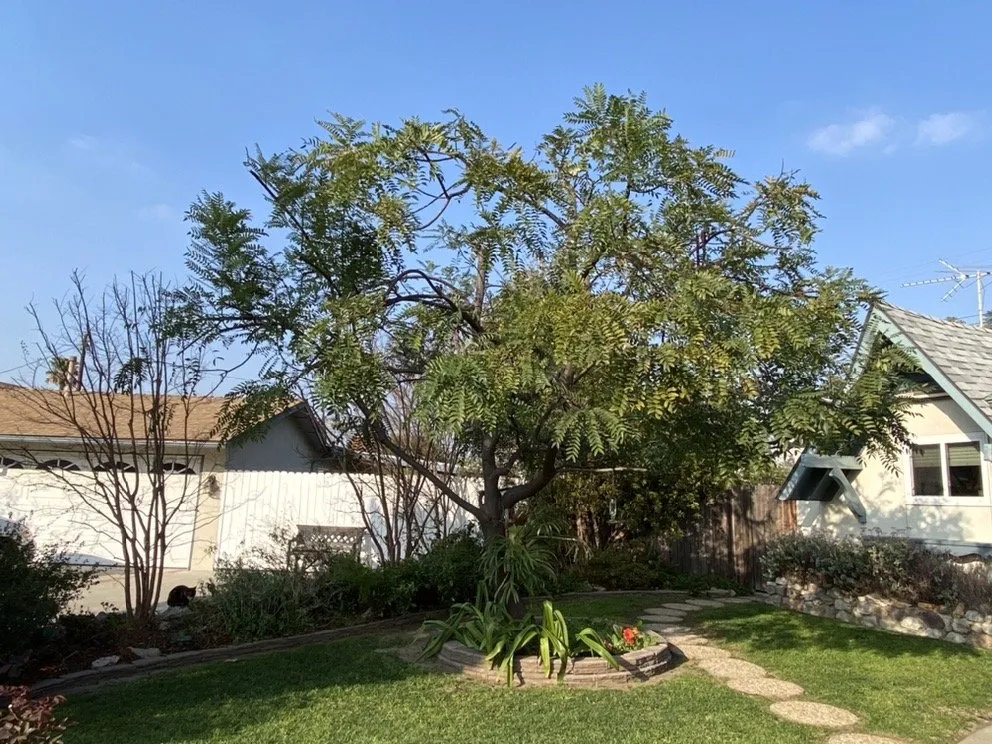 Top-rated landscaping services for year-round maintenance across Orange, CA - Specialized Tree Care & Landscape