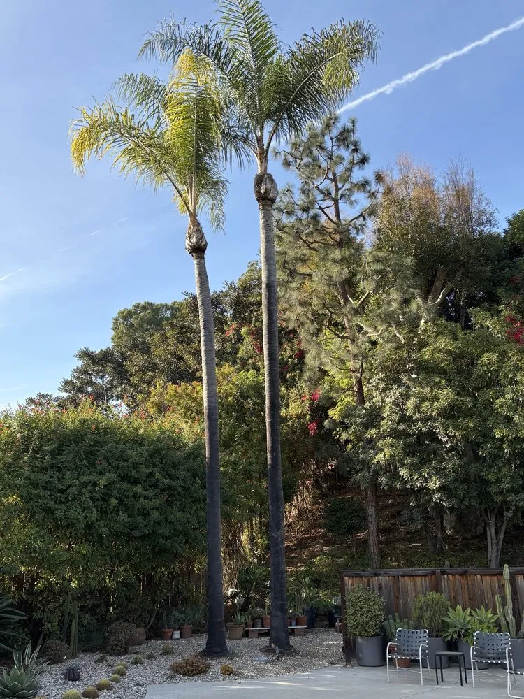 Reliable landscaping services for homes across Orange, CA - Specialized Tree Care & Landscape