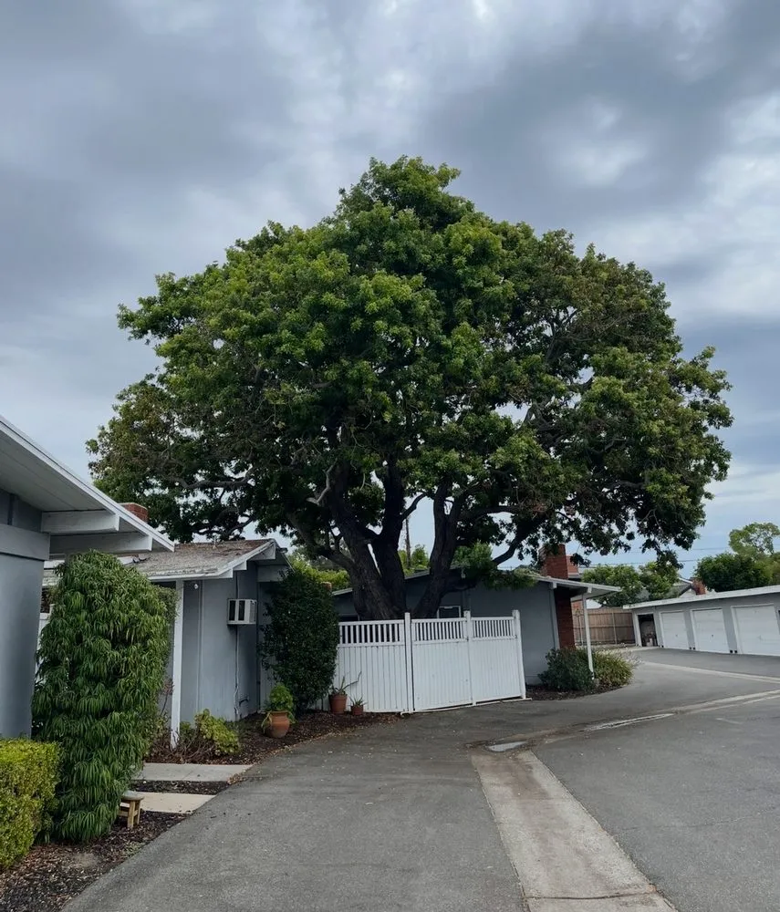 Affordable landscape installation in Orange, CA by Specialized Tree Care & Landscape