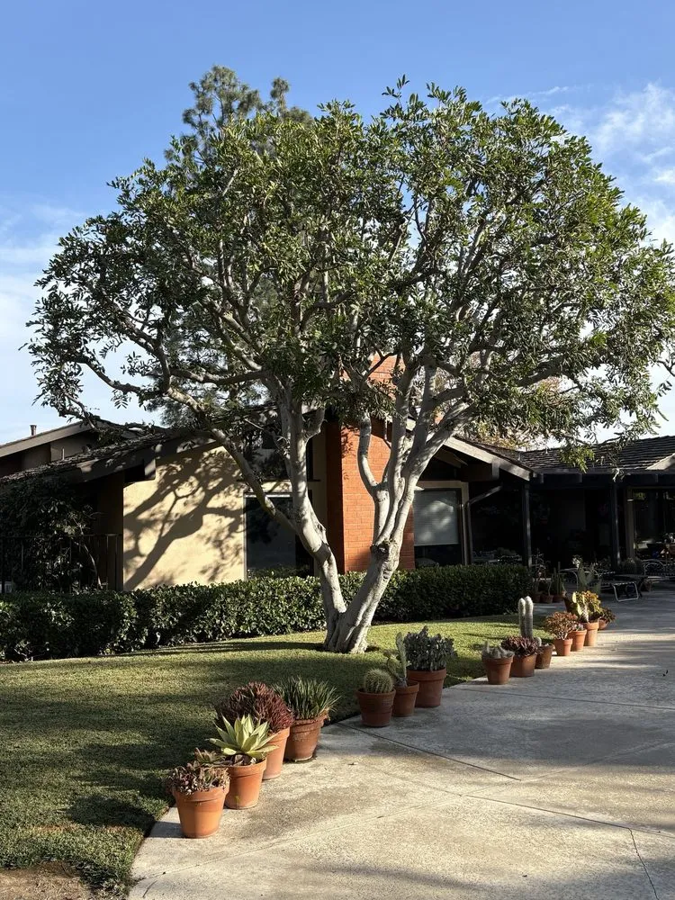 Trusted landscape design in Orange, CA by Specialized Tree Care & Landscape