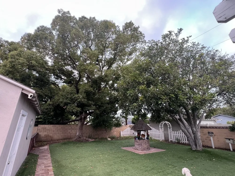Custom yard cleanup service in Orange, CA - Specialized Tree Care & Landscape