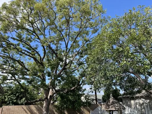 Specialized Tree Care & Landscape Logo