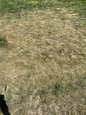 Specialty Landscape Logo