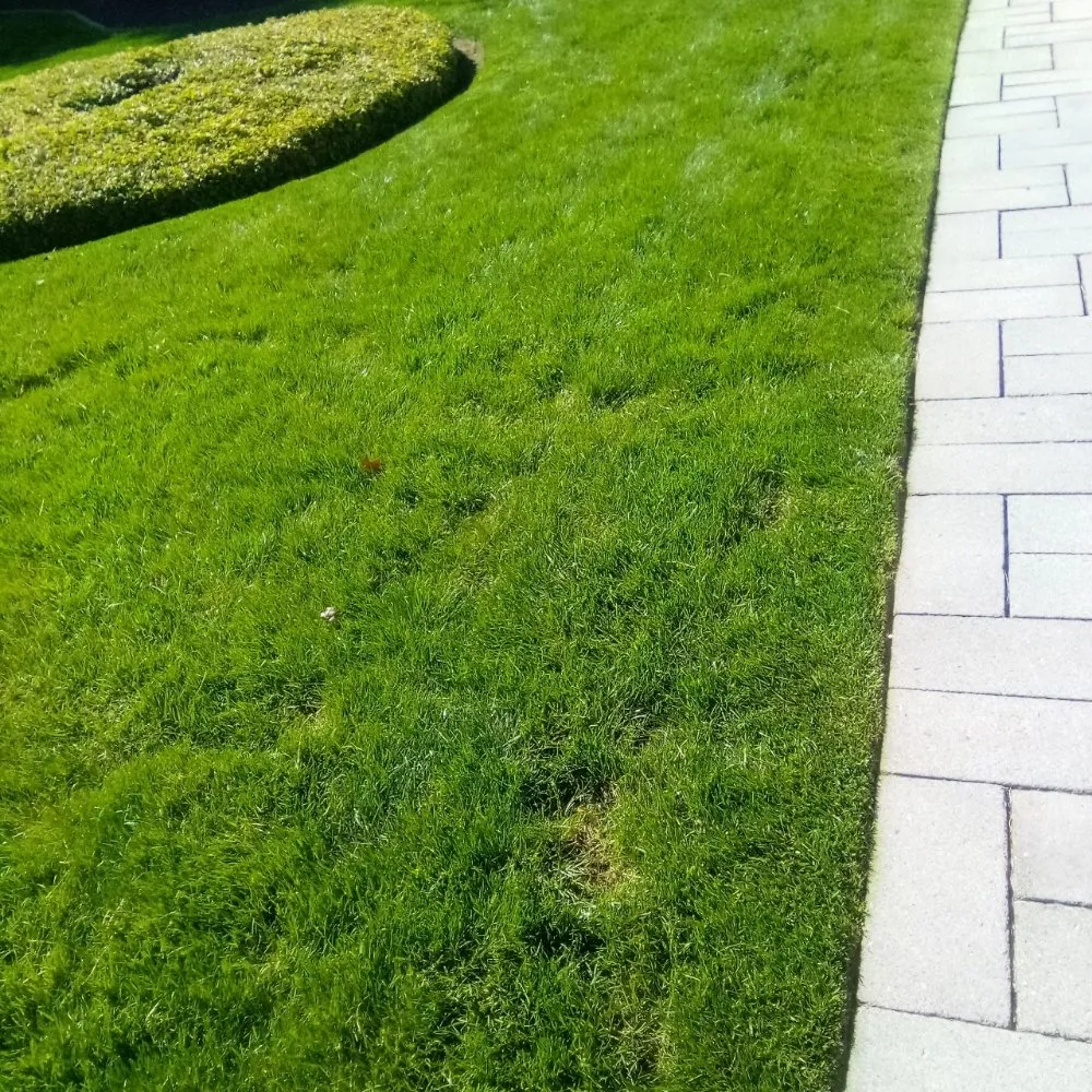 Reliable yard cleanup service in Boise, ID - Specialty Lawn Care