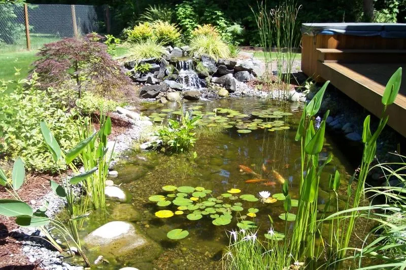 Expert yard maintenance in Renton, WA by Specialty Ponds NW