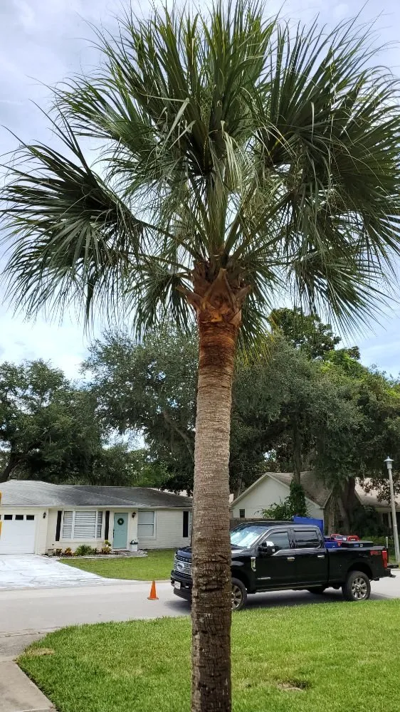 Professional lawn mowing service in Daytona Beach, FL - Specialty Tree Care