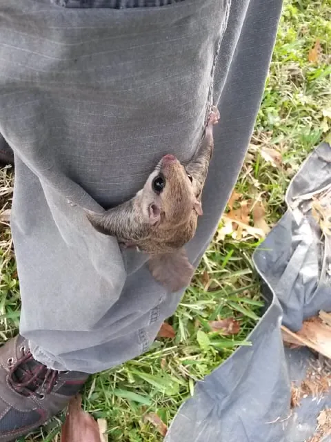 Custom outdoor landscaping near you across Daytona Beach, FL - Specialty Tree Care