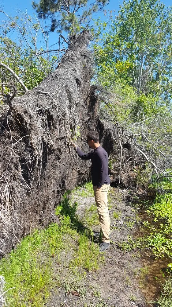 Professional yard cleanup service in Daytona Beach, FL by Specialty Tree Care