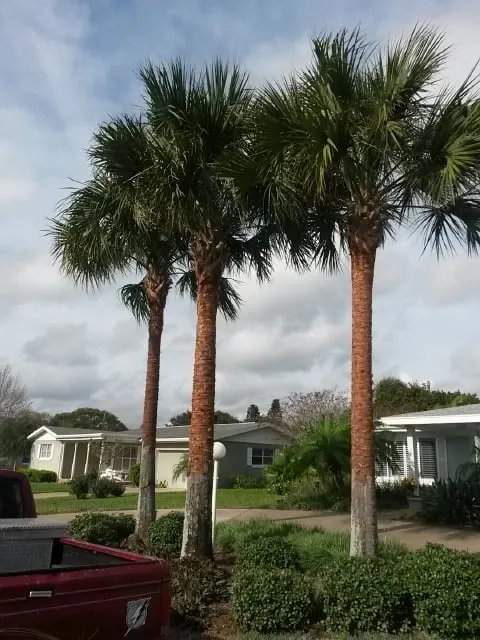 Top-rated landscape installation in Daytona Beach, FL - Specialty Tree Care