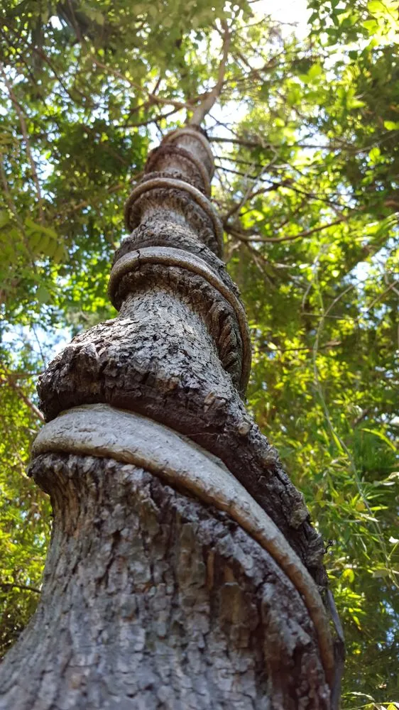 Expert garden landscaping experts serving Daytona Beach, FL - Specialty Tree Care