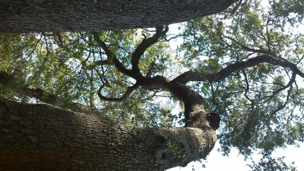 Professional landscape design in Daytona Beach, FL - Specialty Tree Care