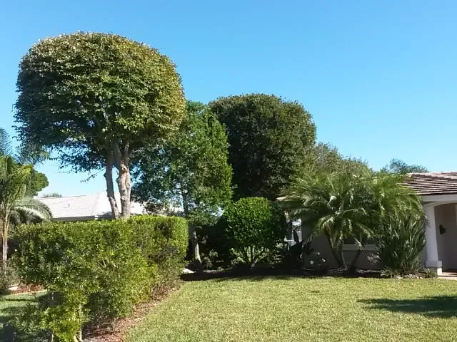 Local outdoor landscaping experts serving Daytona Beach, FL - Specialty Tree Care