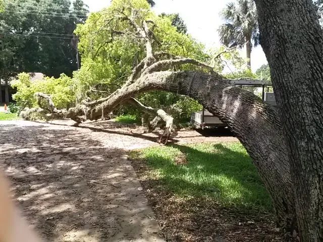 Affordable outdoor landscaping in Daytona Beach, FL - Specialty Tree Care