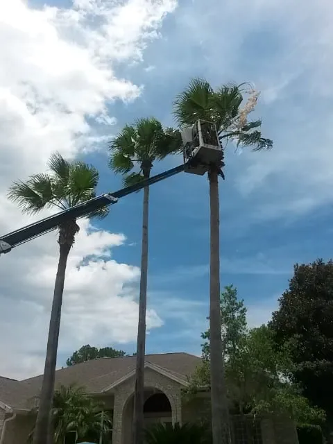 Affordable landscape design in Daytona Beach, FL by Specialty Tree Care