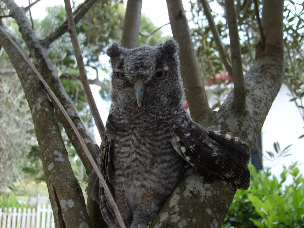 Custom lawn mowing service for beautiful yards in Daytona Beach, FL by Specialty Tree Care