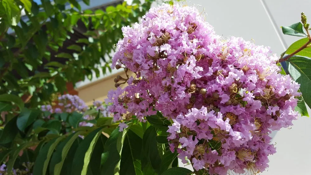 Reliable landscape installation for outdoor upgrades across Daytona Beach, FL - Specialty Tree Care