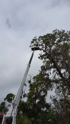 Specialty Tree Care Logo