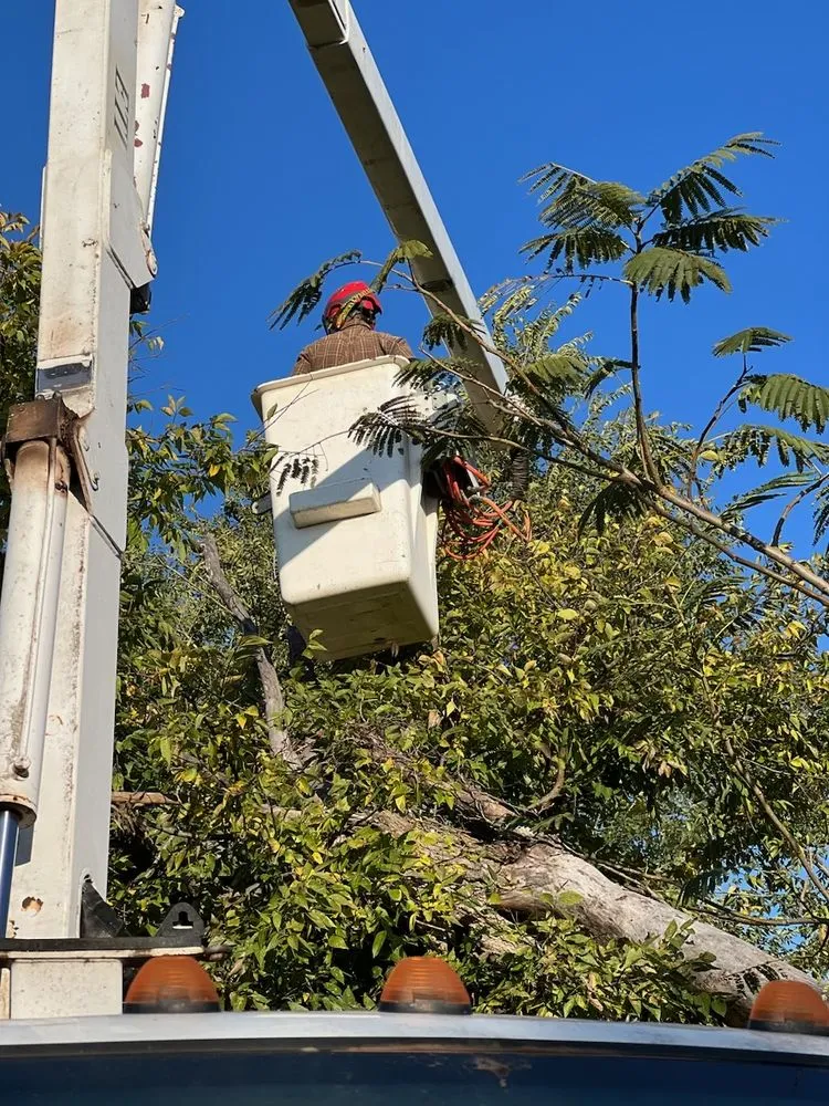 Trusted residential landscaping for homes across Edmond, OK - Specialty Tree Service