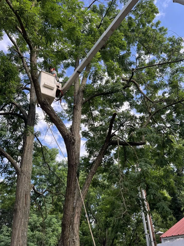 Affordable landscape design in Edmond, OK - Specialty Tree Service