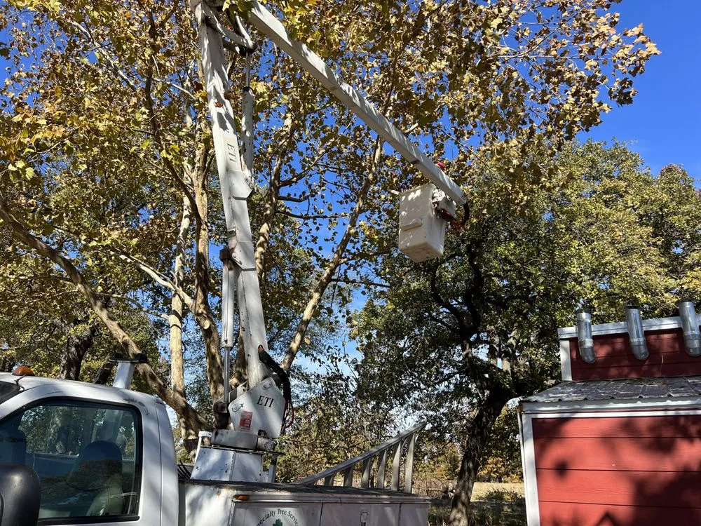 Expert lawn care service experts serving Edmond, OK - Specialty Tree Service