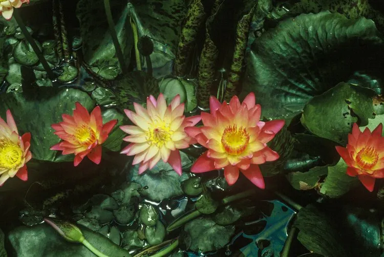 Top-rated yard maintenance in Columbia, MO by Specialty Water Gardens & Landscapes