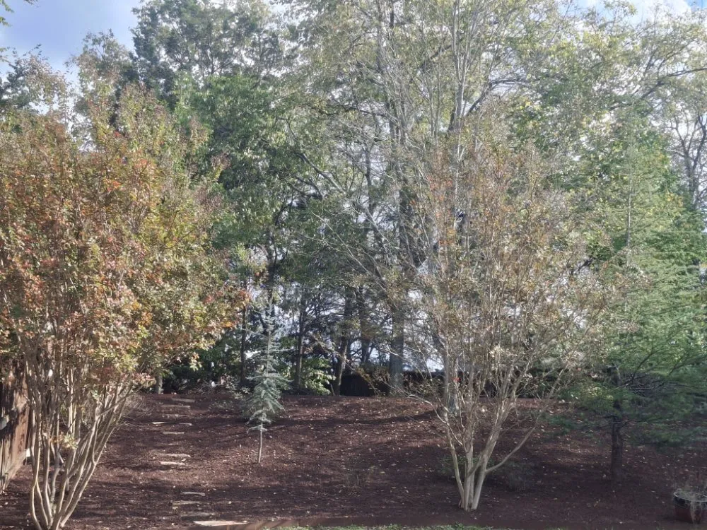 Top-rated yard maintenance for year-round maintenance in Murfreesboro, TN by SpeedStinger Landscaping