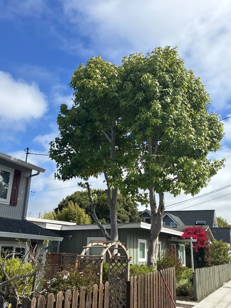 Expert landscaping services in Monterey, CA by Speedy Gonzalez Landscapes