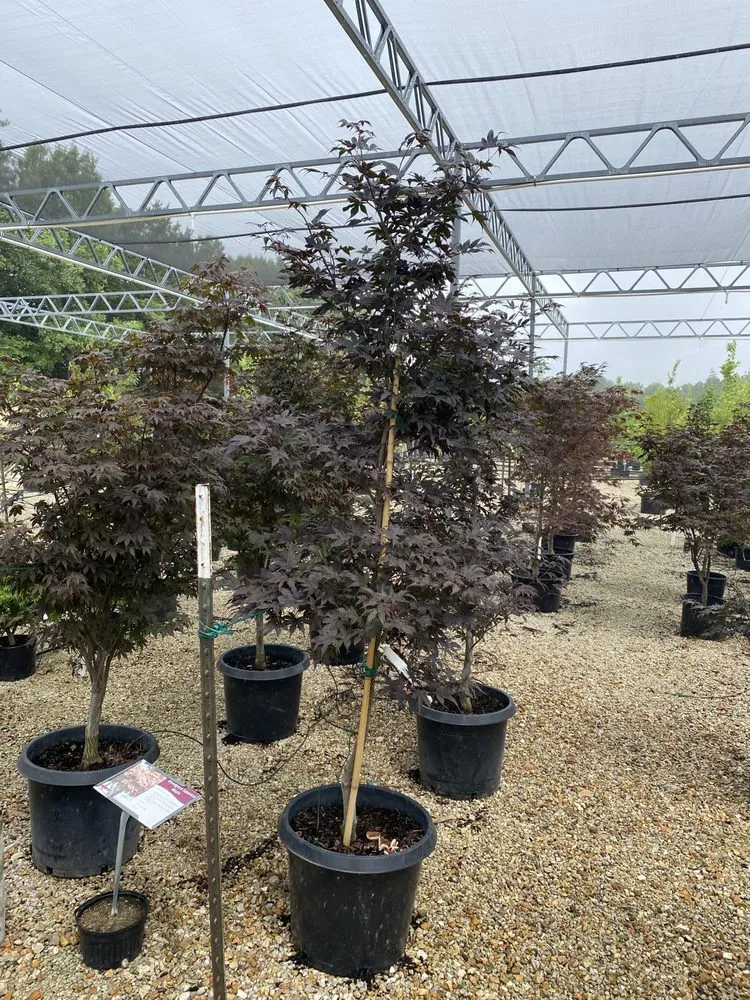 Expert lawn mowing service in Holts Summit, MO - Speedy Landscaping