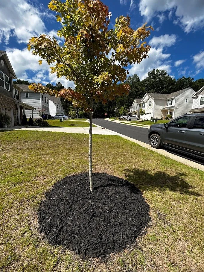Expert landscape design in Winston-Salem, NC - Speedy Landscaping