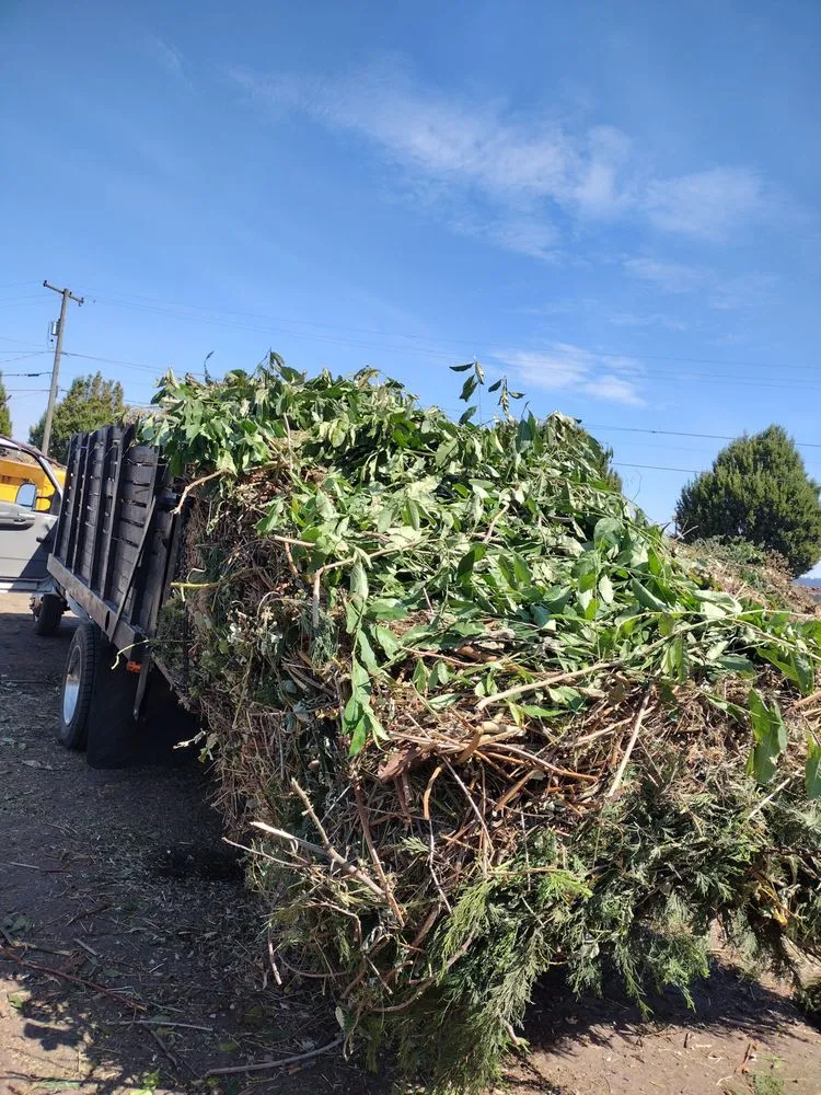 Local landscape design in Junction City, OR by Speedy Lawn Care Services