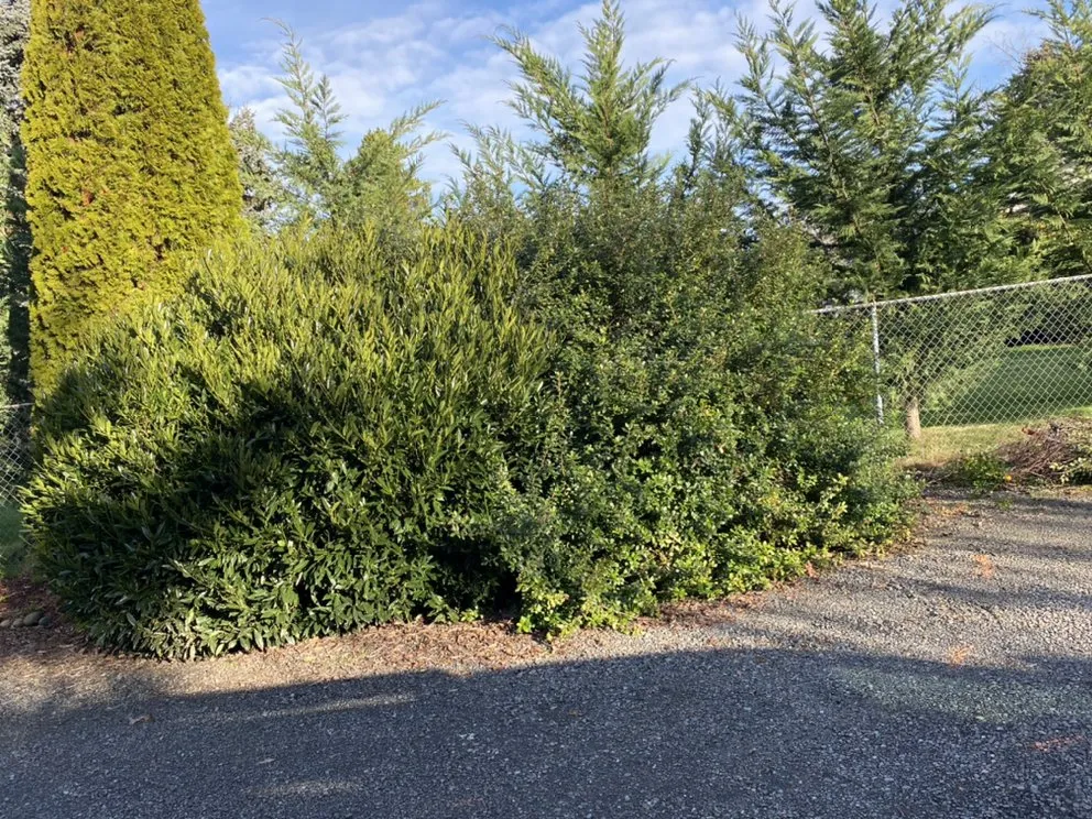 Trusted yard maintenance with custom design across Gresham, OR - Speedy Trail Services