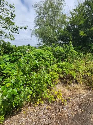 Speedy Trail Services