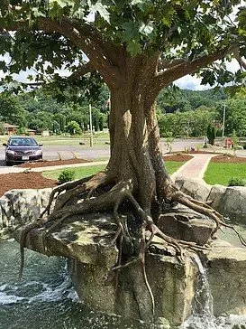 Local residential landscaping experts serving Cedar Park, TX - Spencer Dean Creations & Biophilic Designs