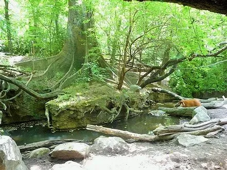 Affordable yard cleanup service near you across Cedar Park, TX - Spencer Dean Creations & Biophilic Designs