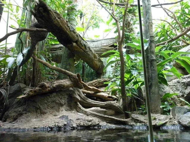 Trusted yard cleanup service in Cedar Park, TX - Spencer Dean Creations & Biophilic Designs