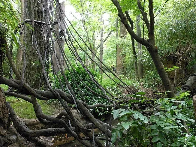 Top-rated lawn care service in Cedar Park, TX - Spencer Dean Creations & Biophilic Designs