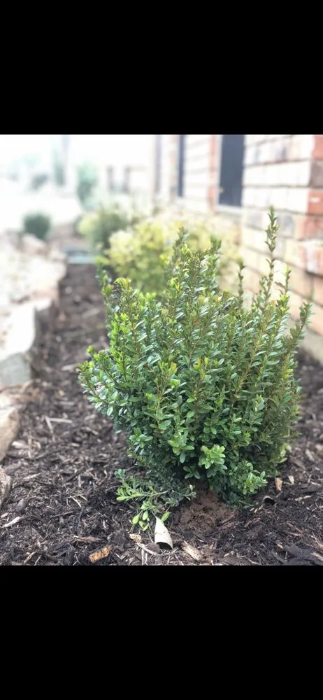 Expert yard cleanup service for homes in Paris, TX by Spencer Landscaping & Tree Service