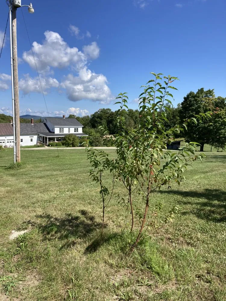 Local yard maintenance in Tullahoma, TN by spencer lawncare