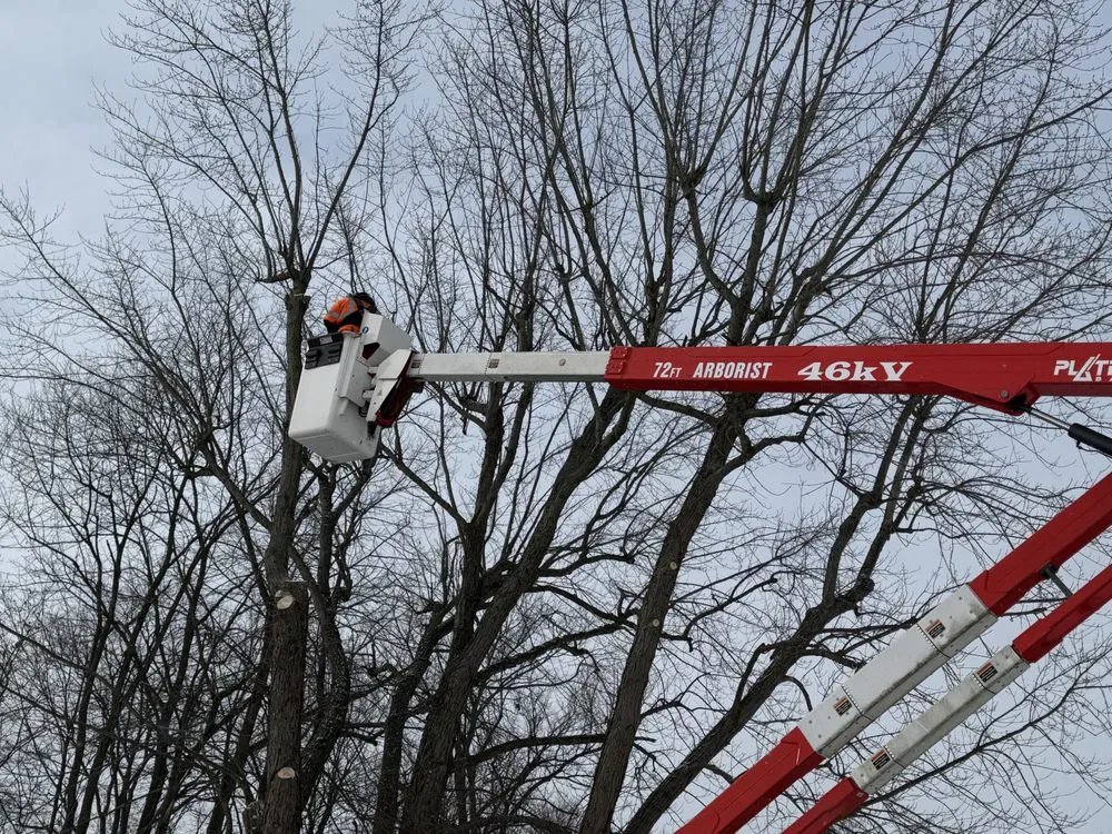 Trusted yard cleanup service in Bucyrus, OH - Spencer's Tree & Landscape Solutions