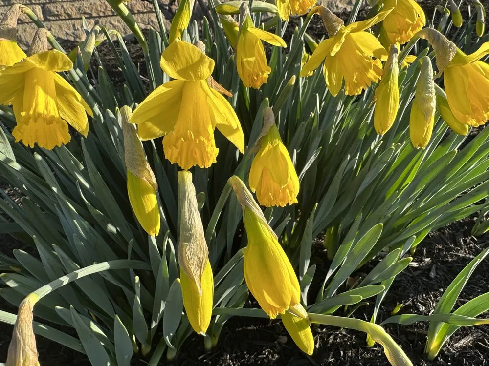 Expert landscaping services in Bucyrus, OH by Spencer's Tree & Landscape Solutions