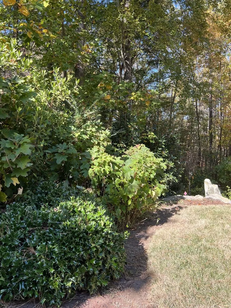 Professional yard cleanup service for beautiful yards across Raleigh, NC - Speno's Lawn Care