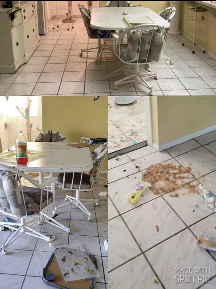 Expert yard maintenance in Sarasota, FL - Spic and Span Cleaning