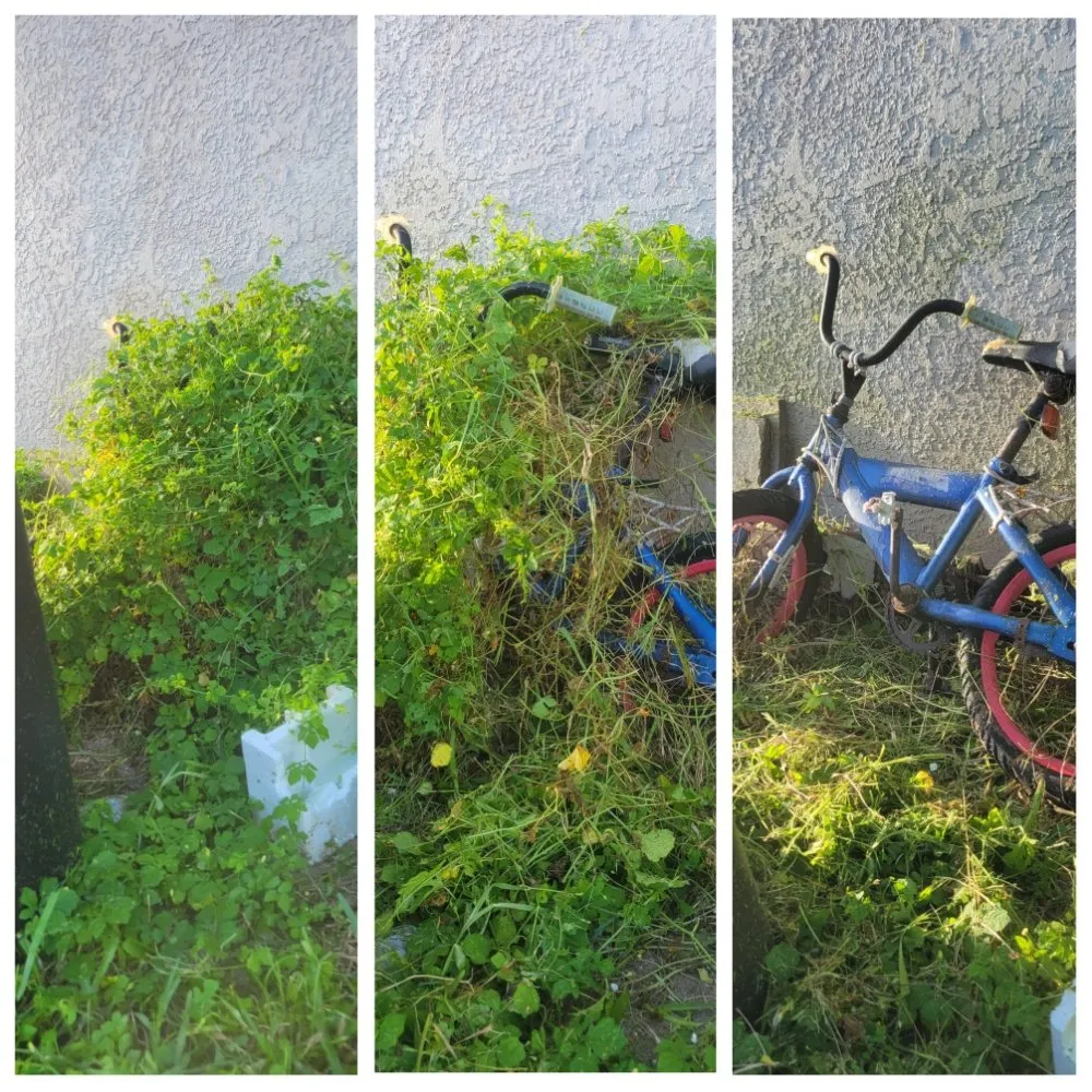 Professional outdoor landscaping near you in Cape Coral, FL by Spicy Cuts Lawn Care