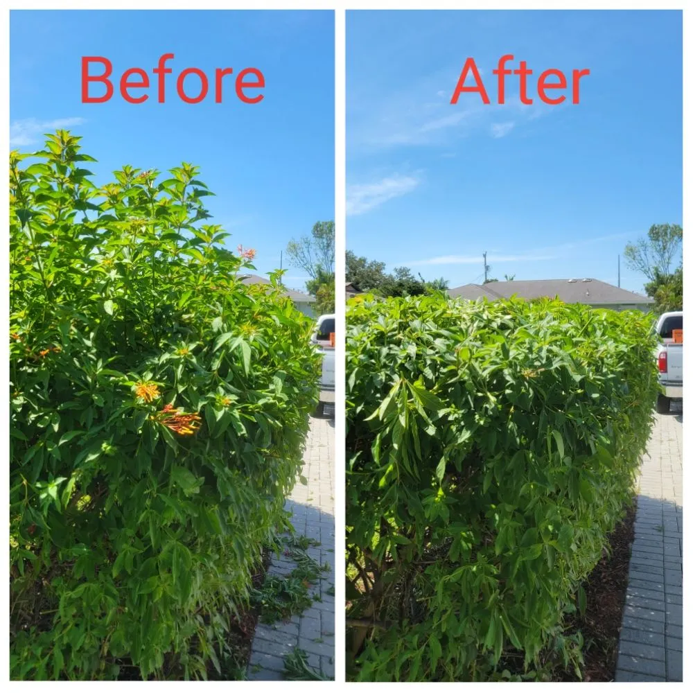 Custom residential landscaping for year-round maintenance in Cape Coral, FL by Spicy Cuts Lawn Care