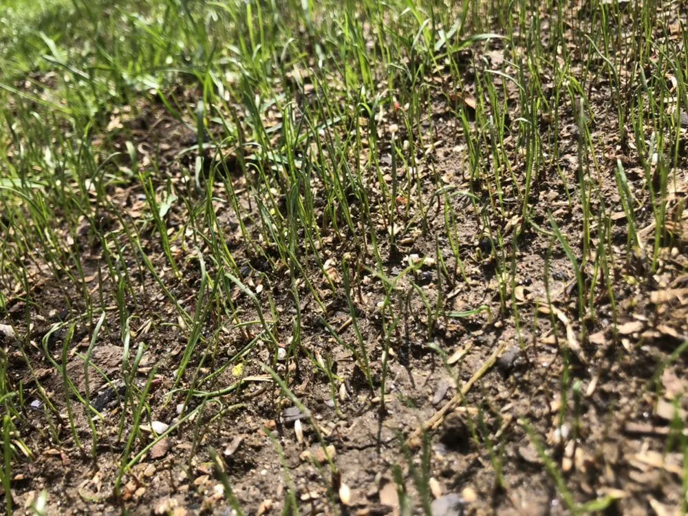 Trusted lawn mowing service for outdoor upgrades across College Point, NY - Spider GreenScapes