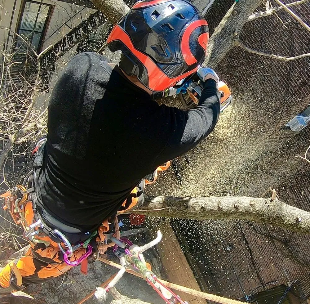 Reliable yard cleanup service in College Point, NY - Spider GreenScapes