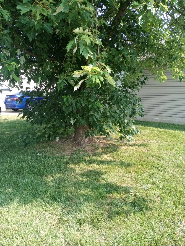 Trusted lawn mowing service in Harrodsburg, KY by Spillys Lawn Care