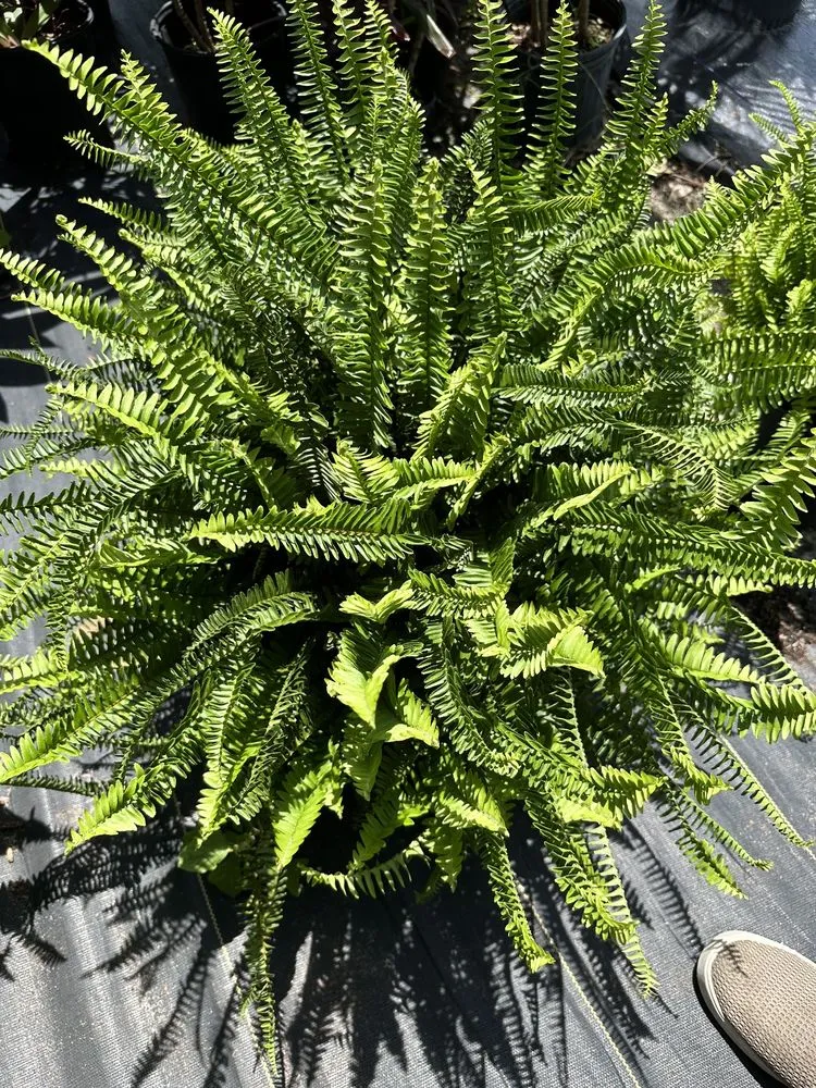 Top-rated landscape design for outdoor upgrades in Winter Haven, FL by Spirit Lake Garden Center